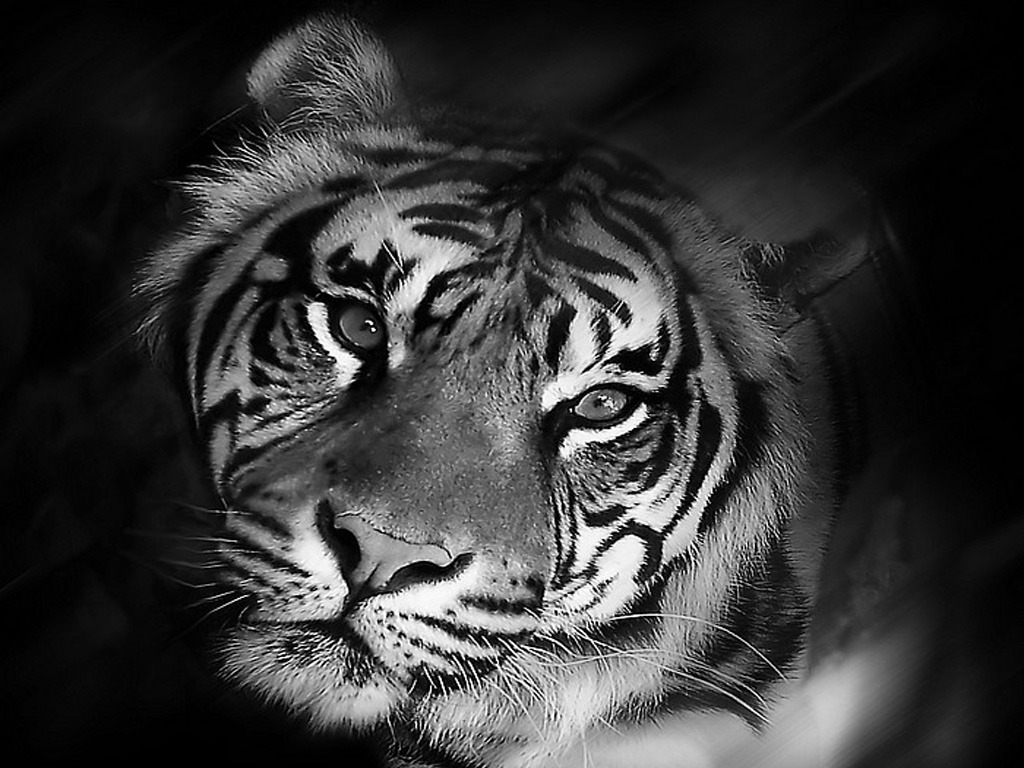 Black Wallpaper Tiger Photos