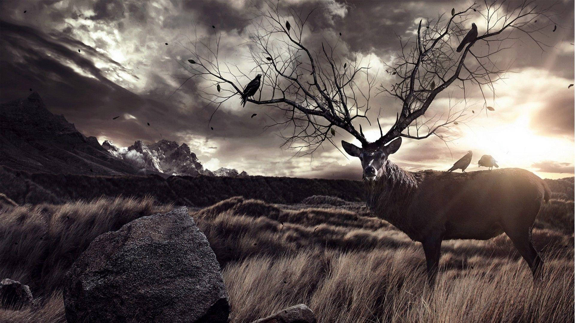 Elk Antlers Sunrise 6j6eb8m80r5fa9m5 Wallpaper
