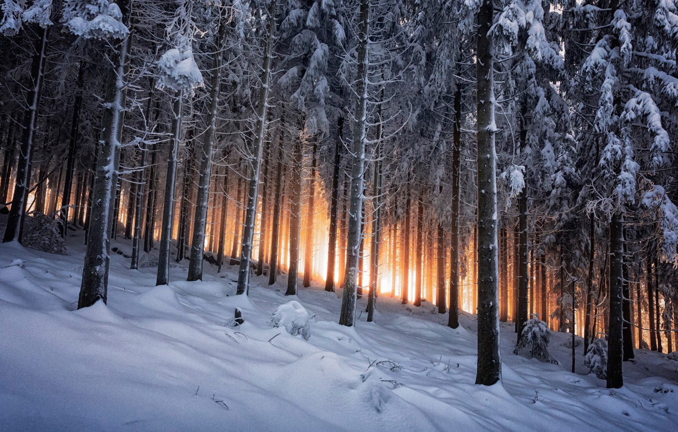 20 Black Forest Winter Wallpapers WallpaperSafari 20 Black Forest Winter Wallpapers WallpaperSafari