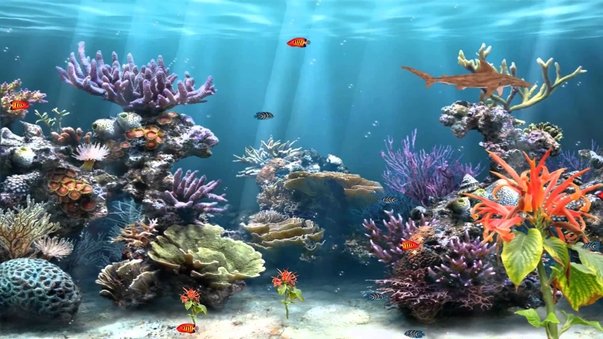 marine life aquarium screensaver