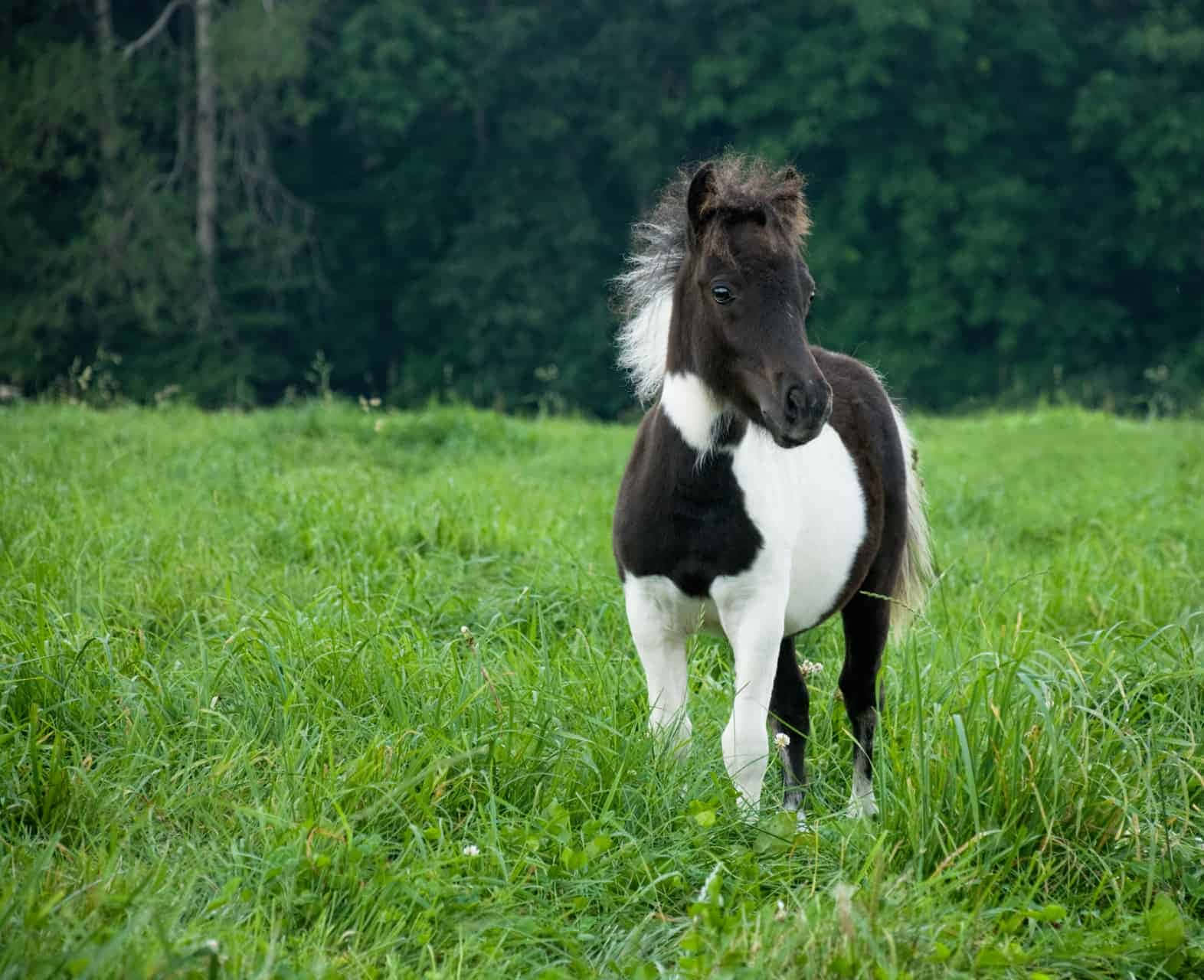 Pony Picture Wallpaper