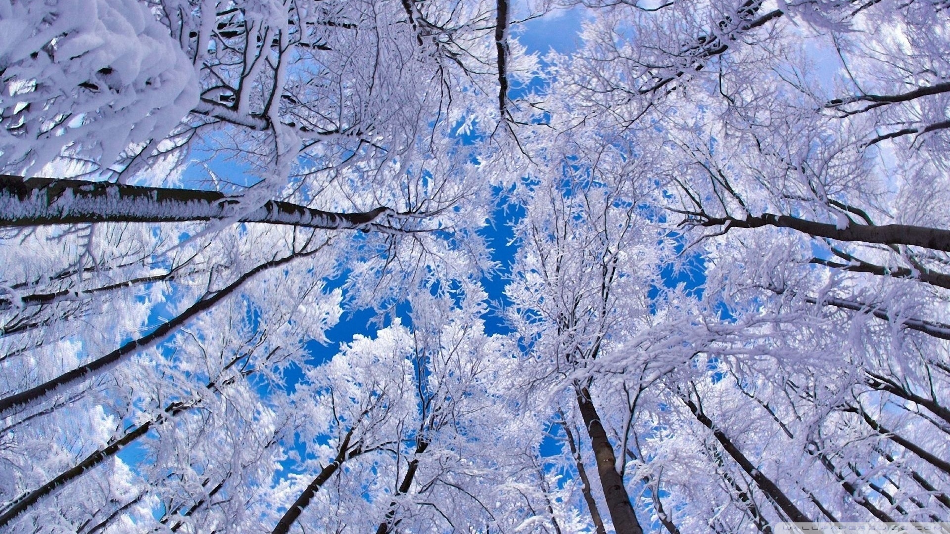 Looking Up Through Trees Winter 4k HD Desktop Wallpaper For