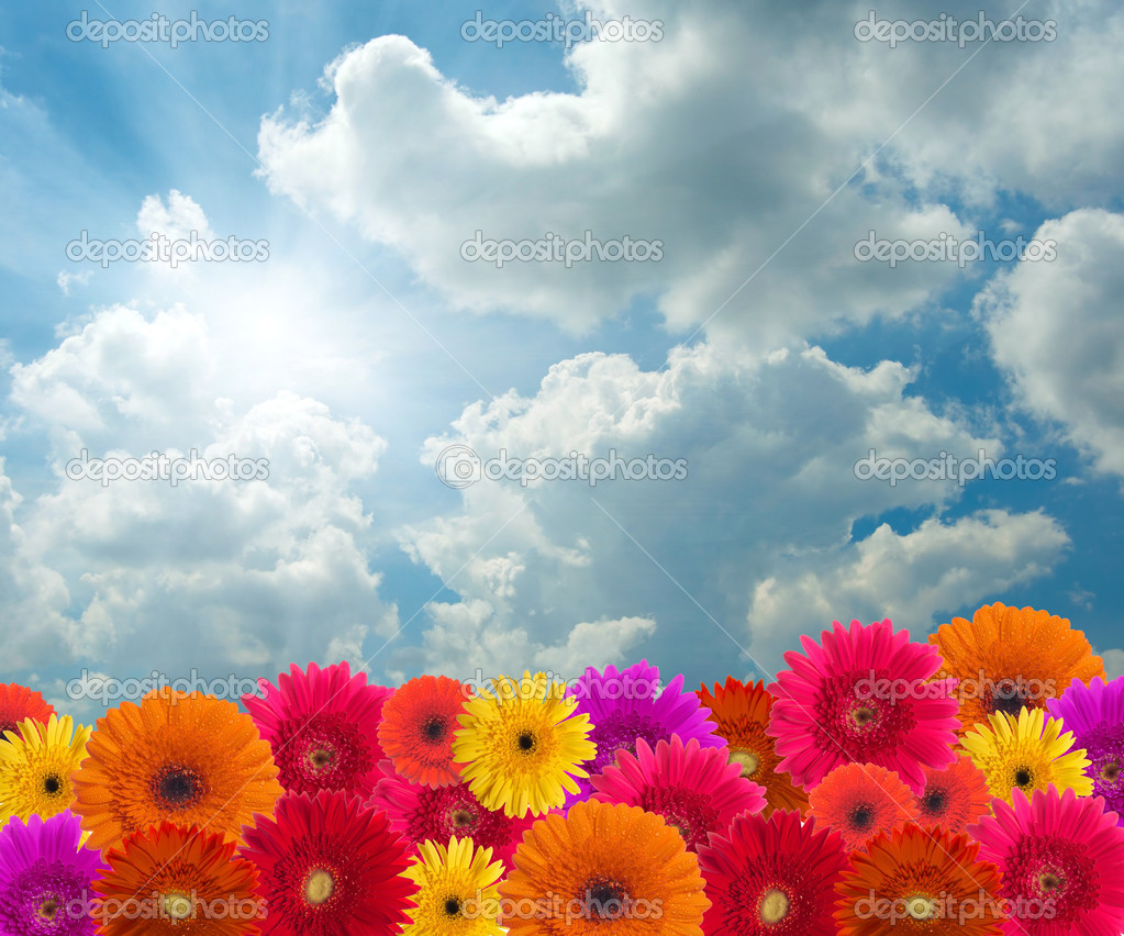 Gerber Daisy Wallpaper Release Date Price and Specs
