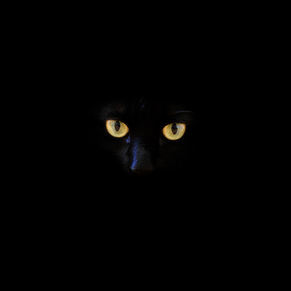 Black Cat Pictures Image
