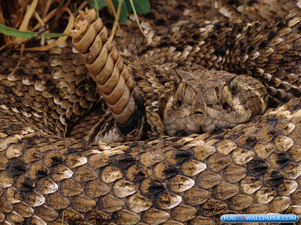 Rattle Snakes Photos Fog HD Wallpaper
