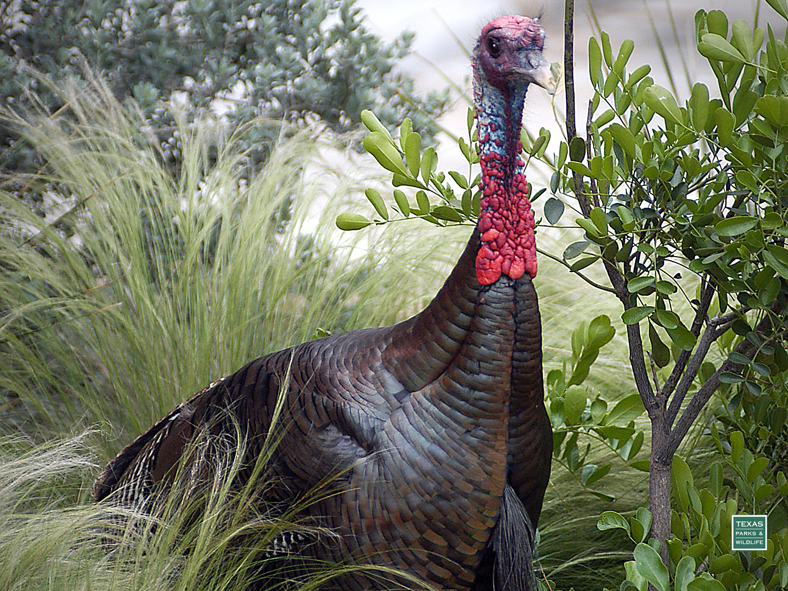 A Wild Turkey Desktop Background