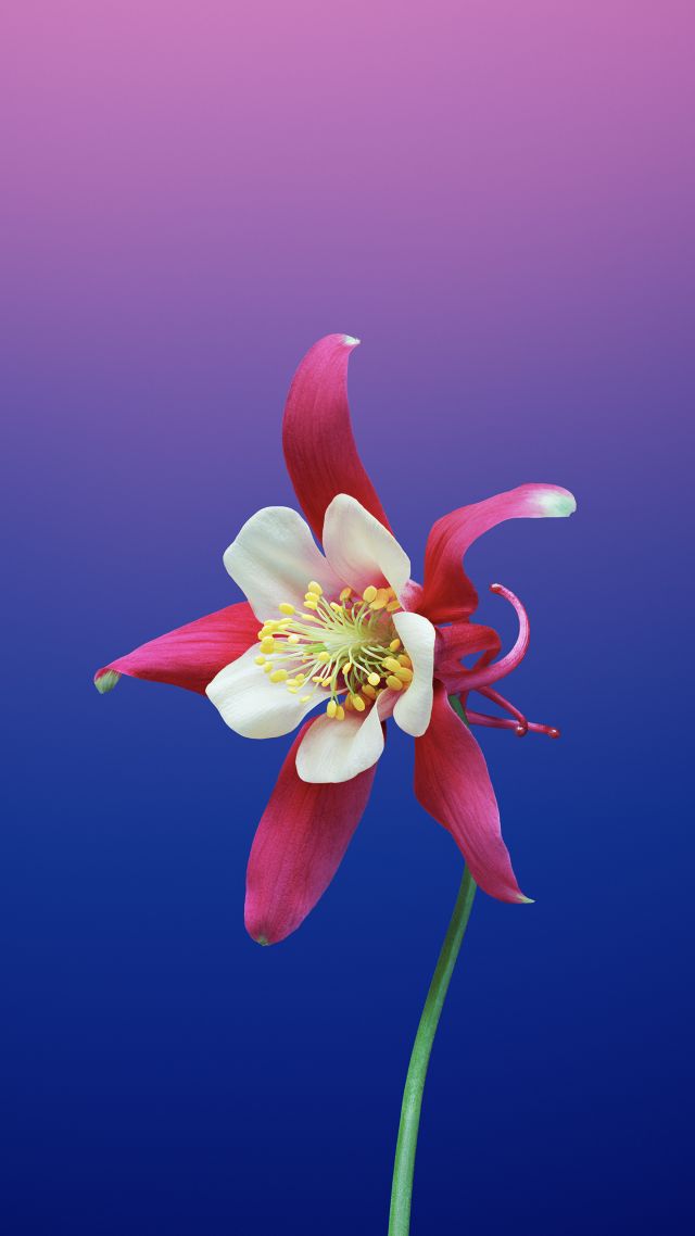 Wallpaper iPhone X Flower Ios11 Retina 4k
