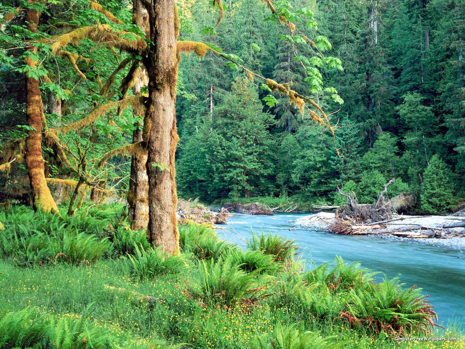 The Quinault River Rain Forest Washington Beaches Rivers