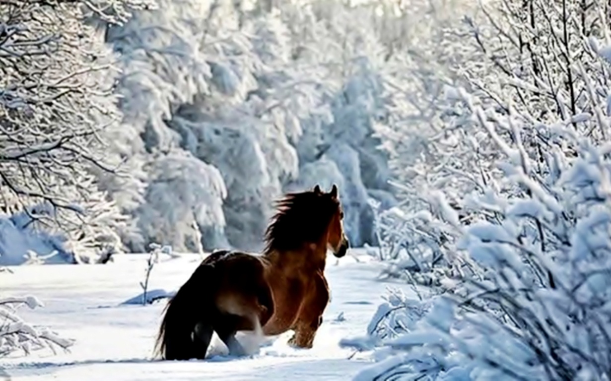 Winter Horse Wallpaper