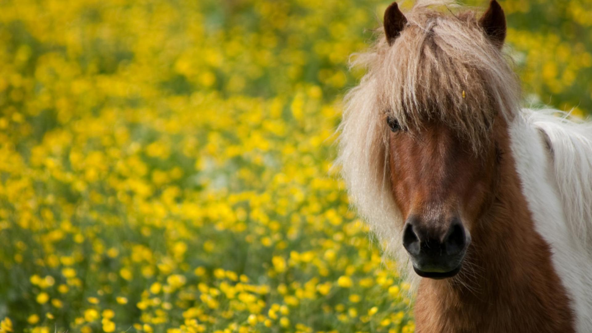 Cute Horse With Long Hair In Yellow Flower Fields HD Wallpaper