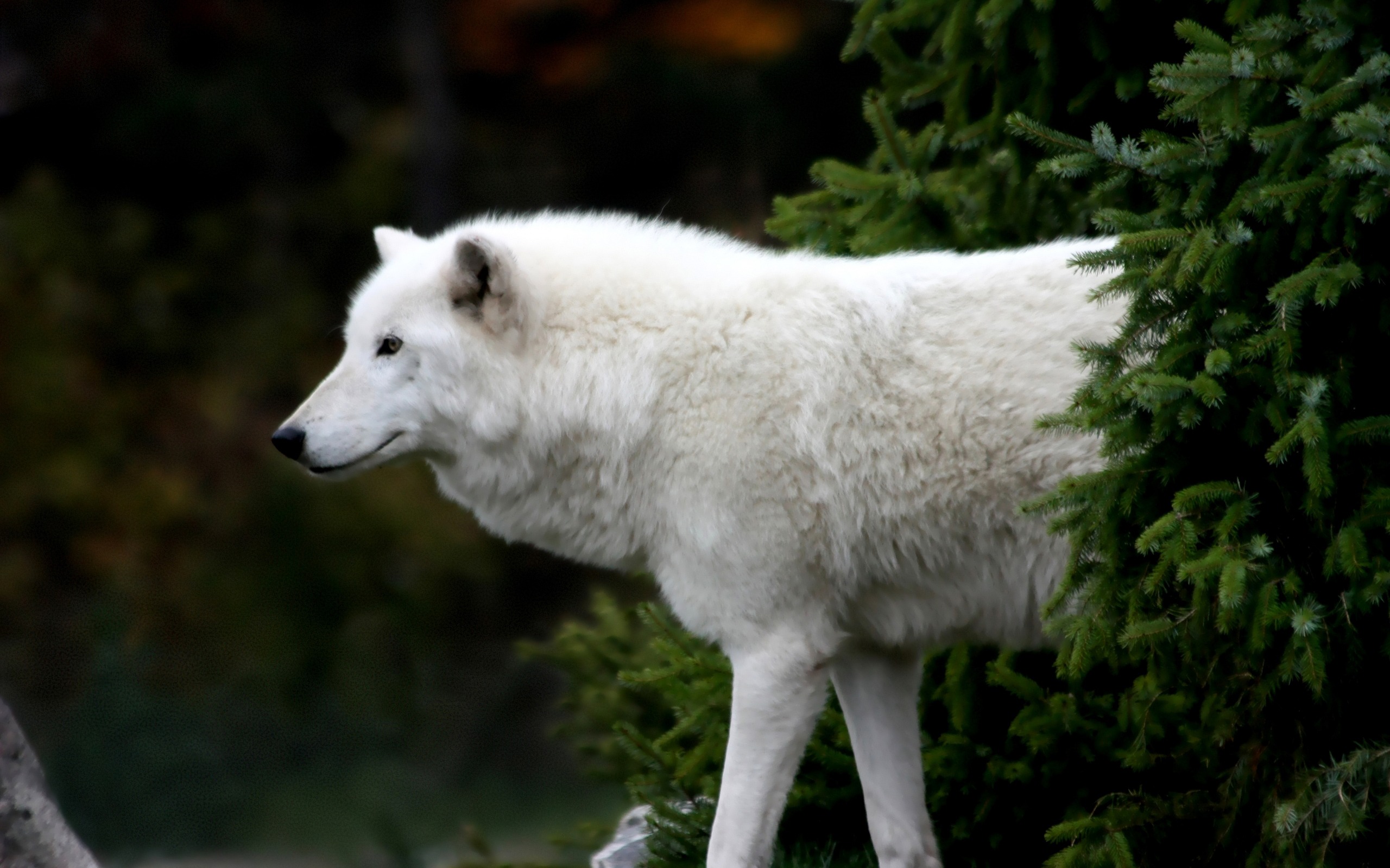 Arctic Wolf Wallpaper HD
