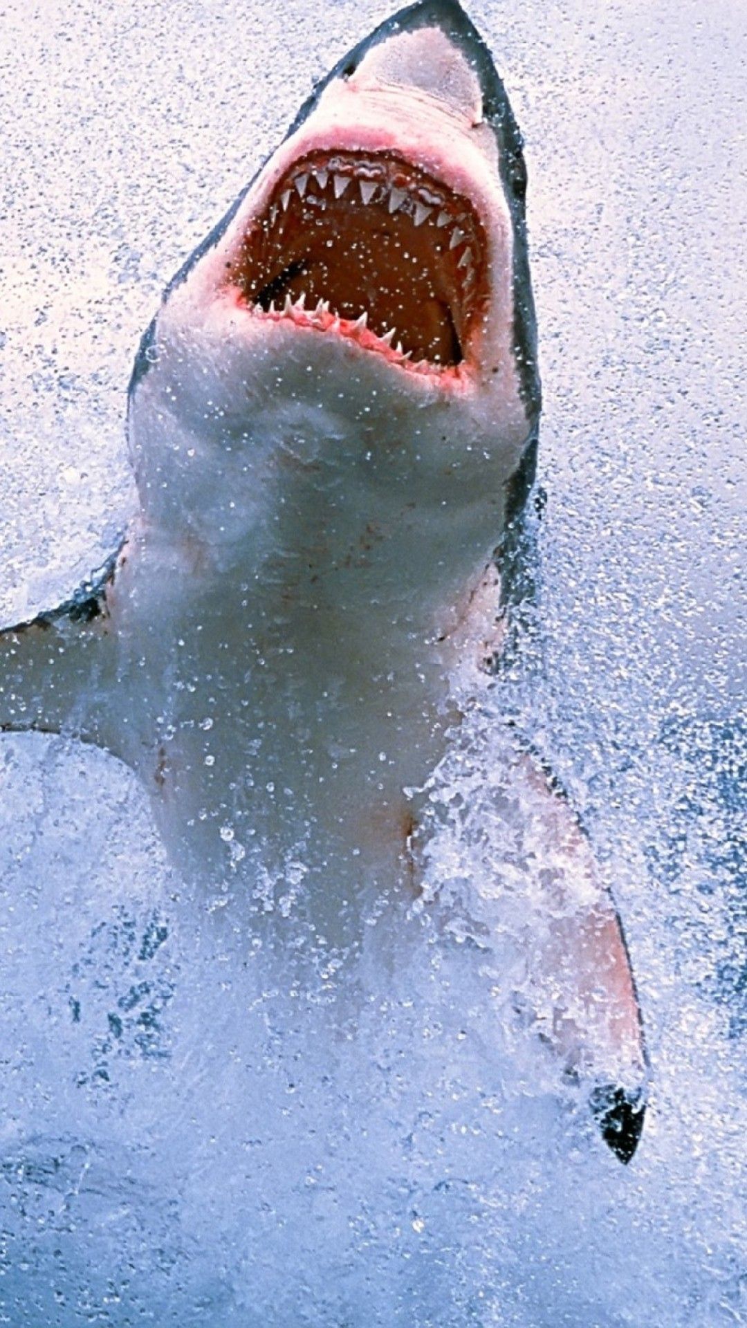 Shark Phone Wallpaper