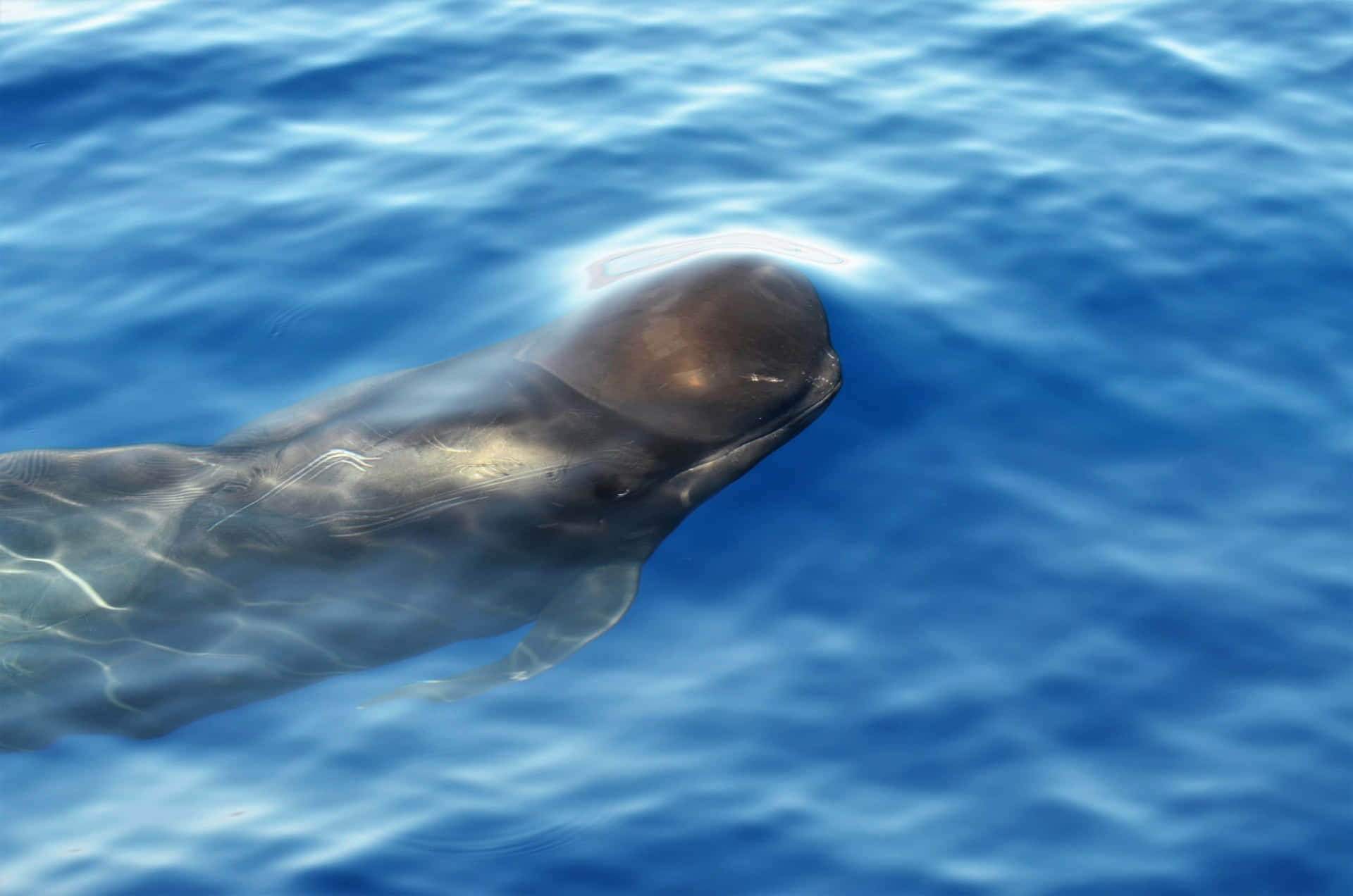 Pilot Whale Submergedin Blue Waters Wallpaper