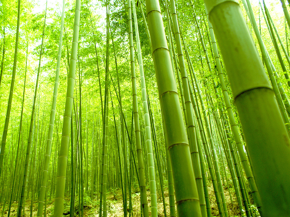 Bamboo Forest Wall Mural And Removable Decal