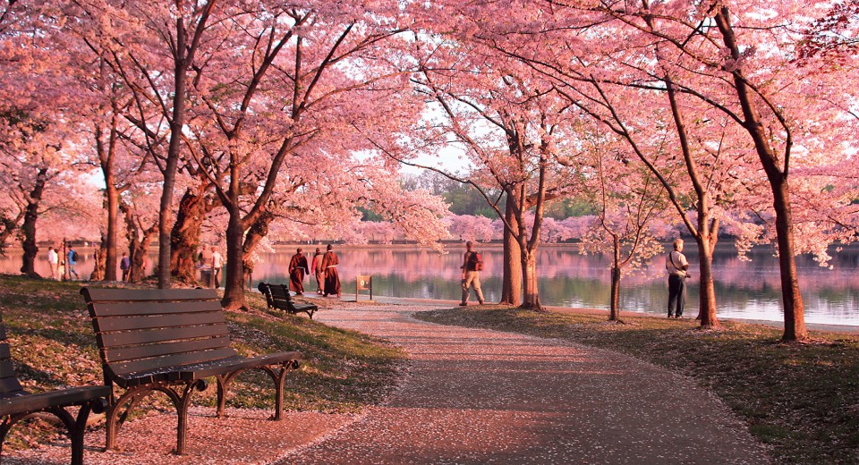 Cherry Blossoms and Monuments in DC 960x520