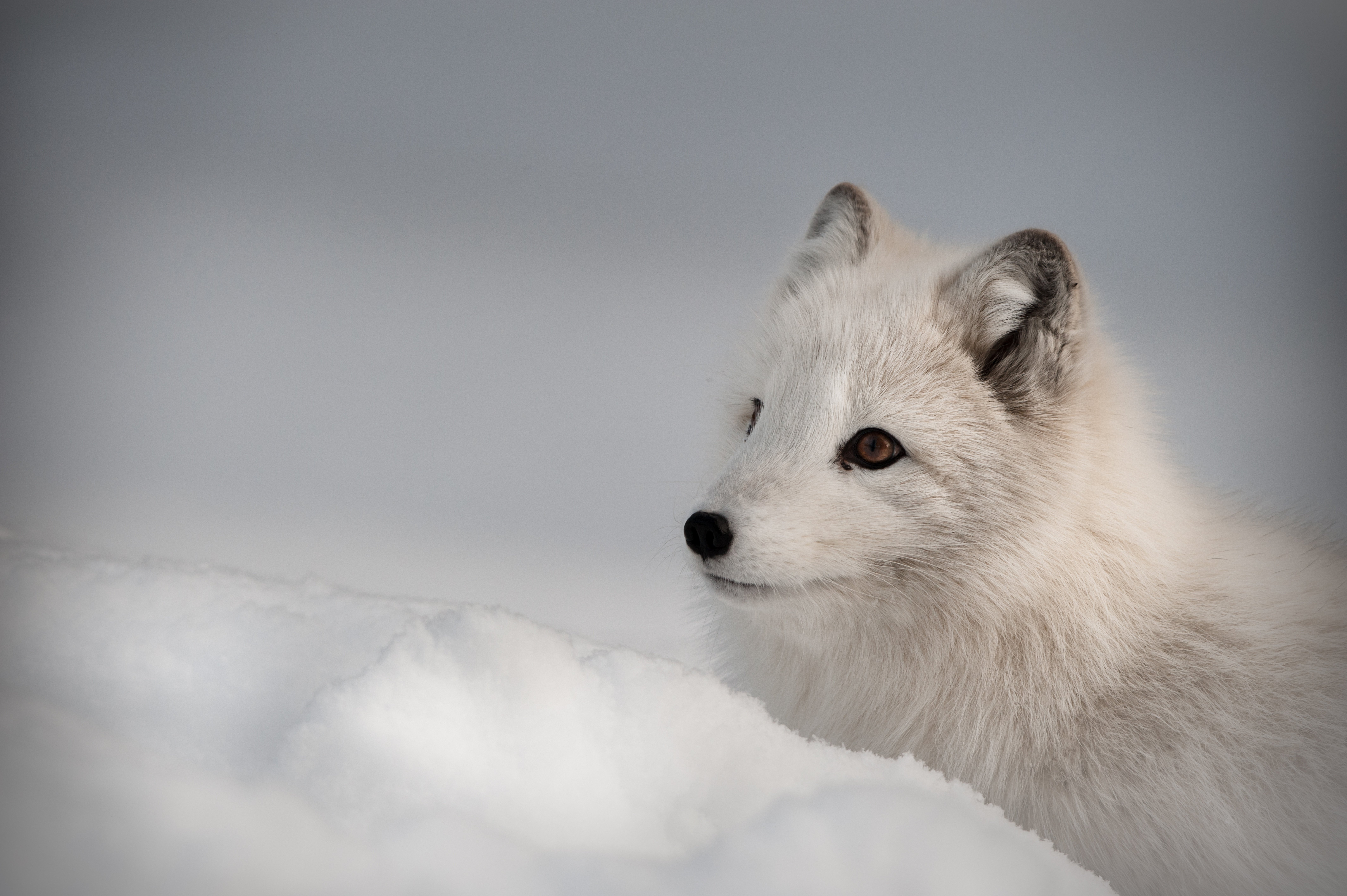 Arctic Fox Foxes Wallpaper