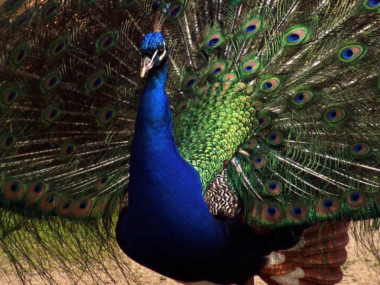 Peacock Blue Wallpaper Funny Animal