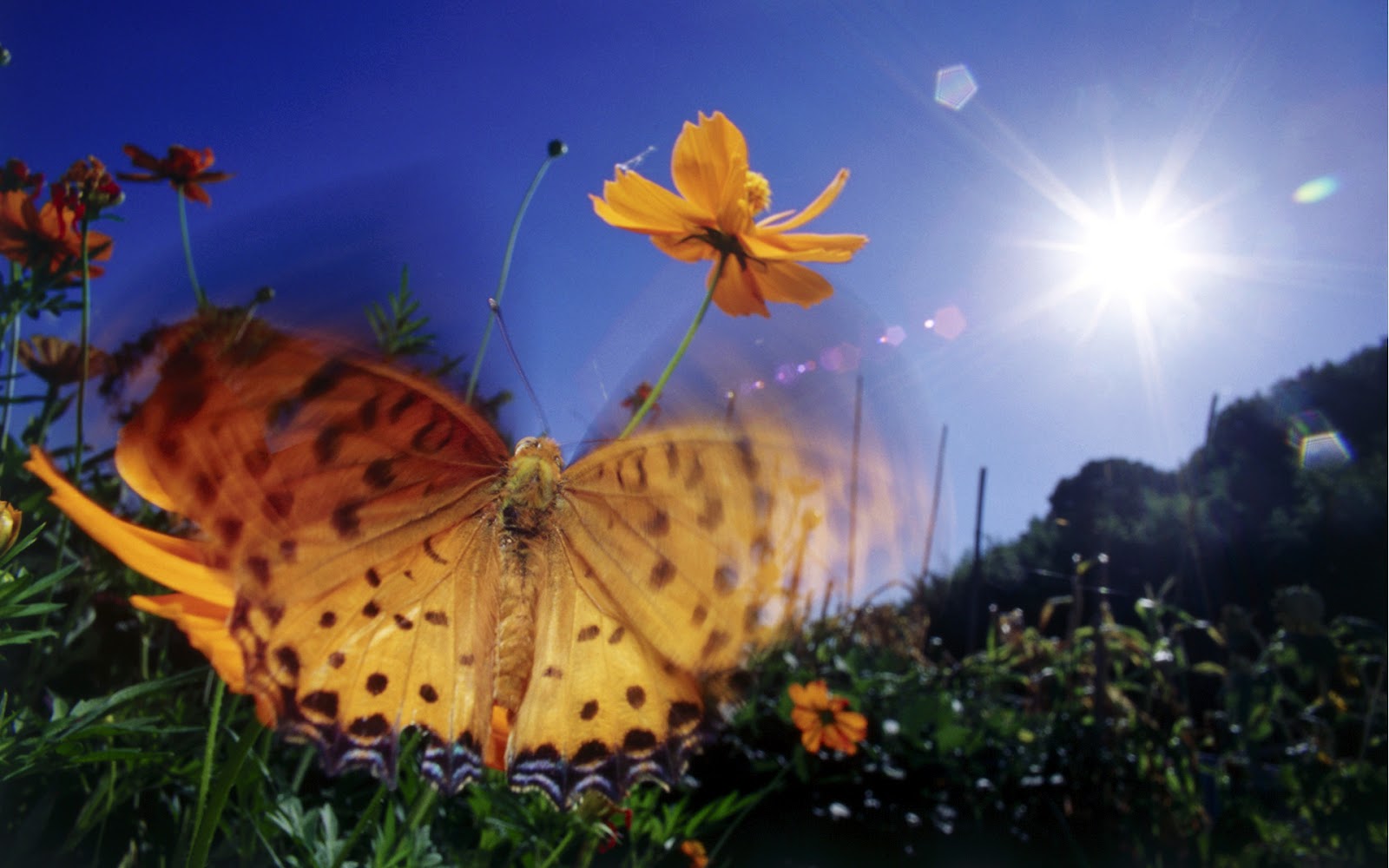 Beautiful Butterflies Wallpaper High Definition