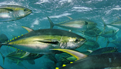 Yellowfin Tuna Wallpaper