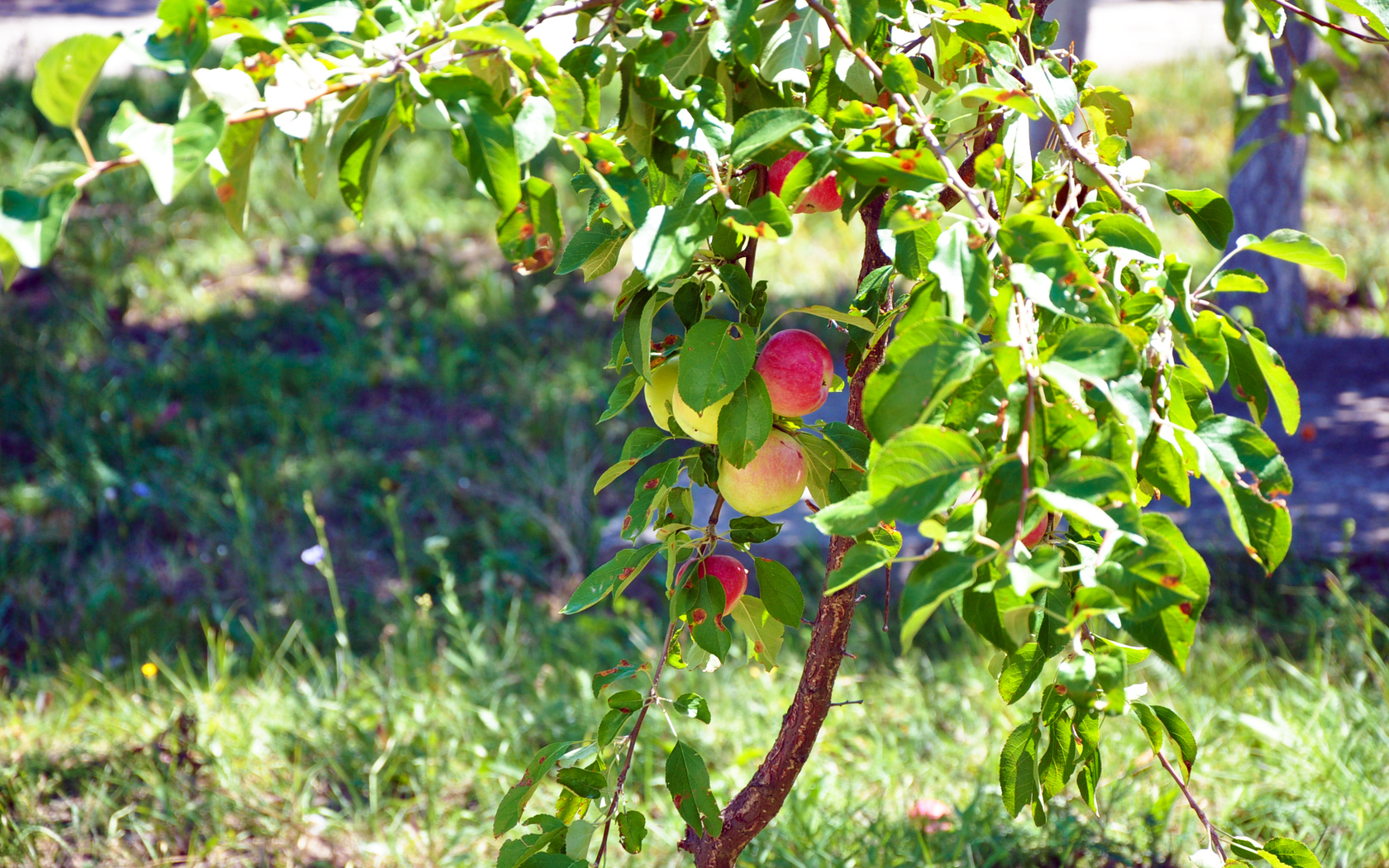 Pics Photos Apple Tree