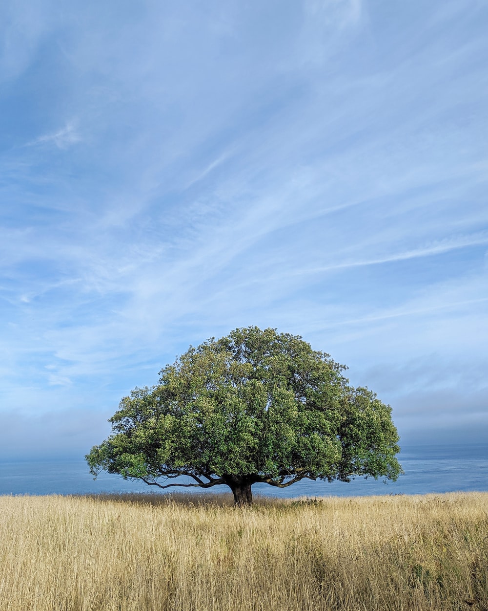 Lonely Tree Pictures Image