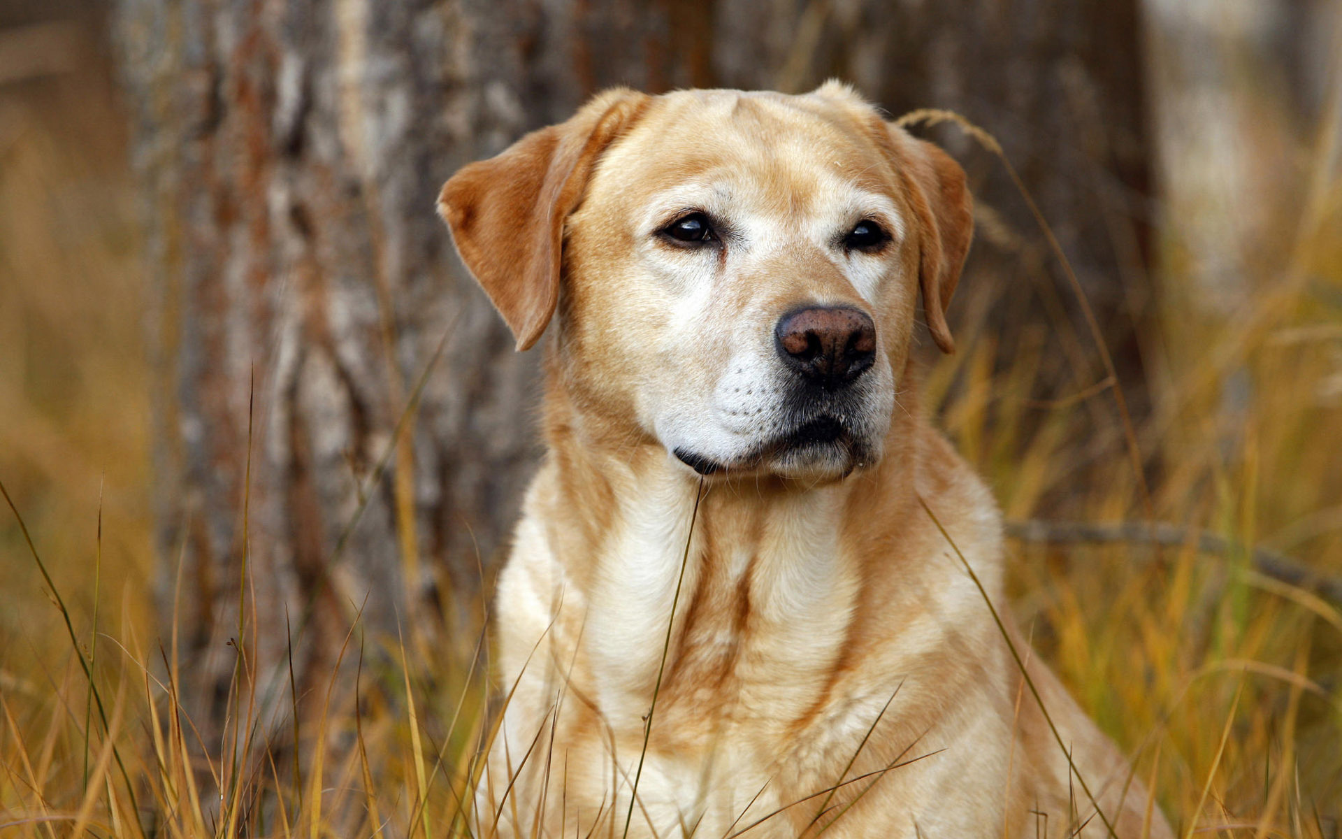 Autumn Grass Hunter Labrador Dog Wallpaper Hd