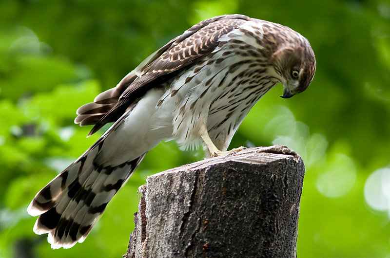 All Wallpapers Coopers Hawk Hd Wallpapers 800x530