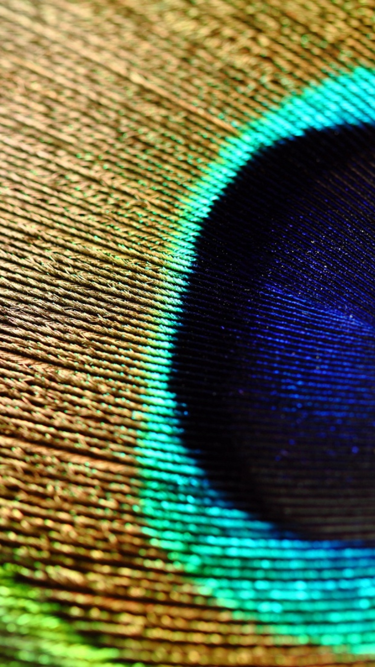 Macro Peacock Feather Wonderful Wallpaper