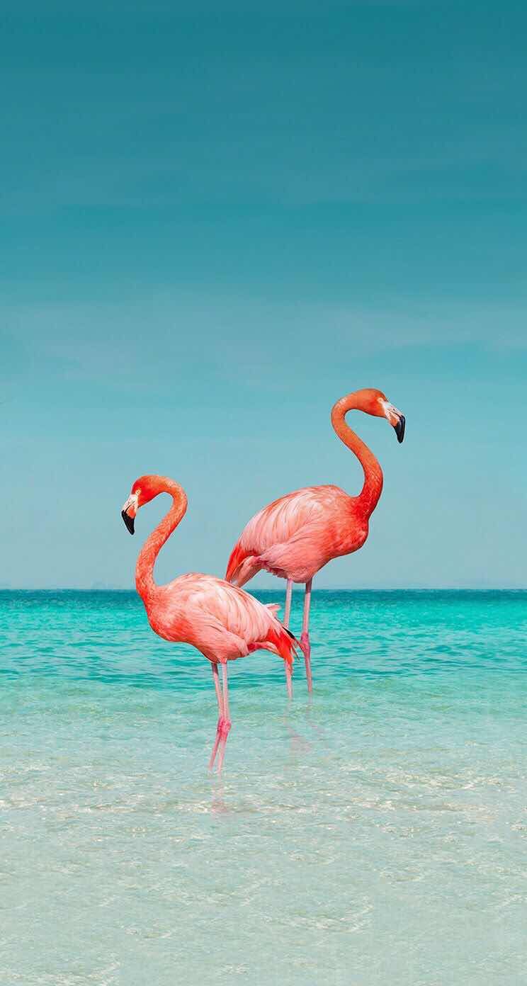 iPhone And Android Wallpaper Flamingo For