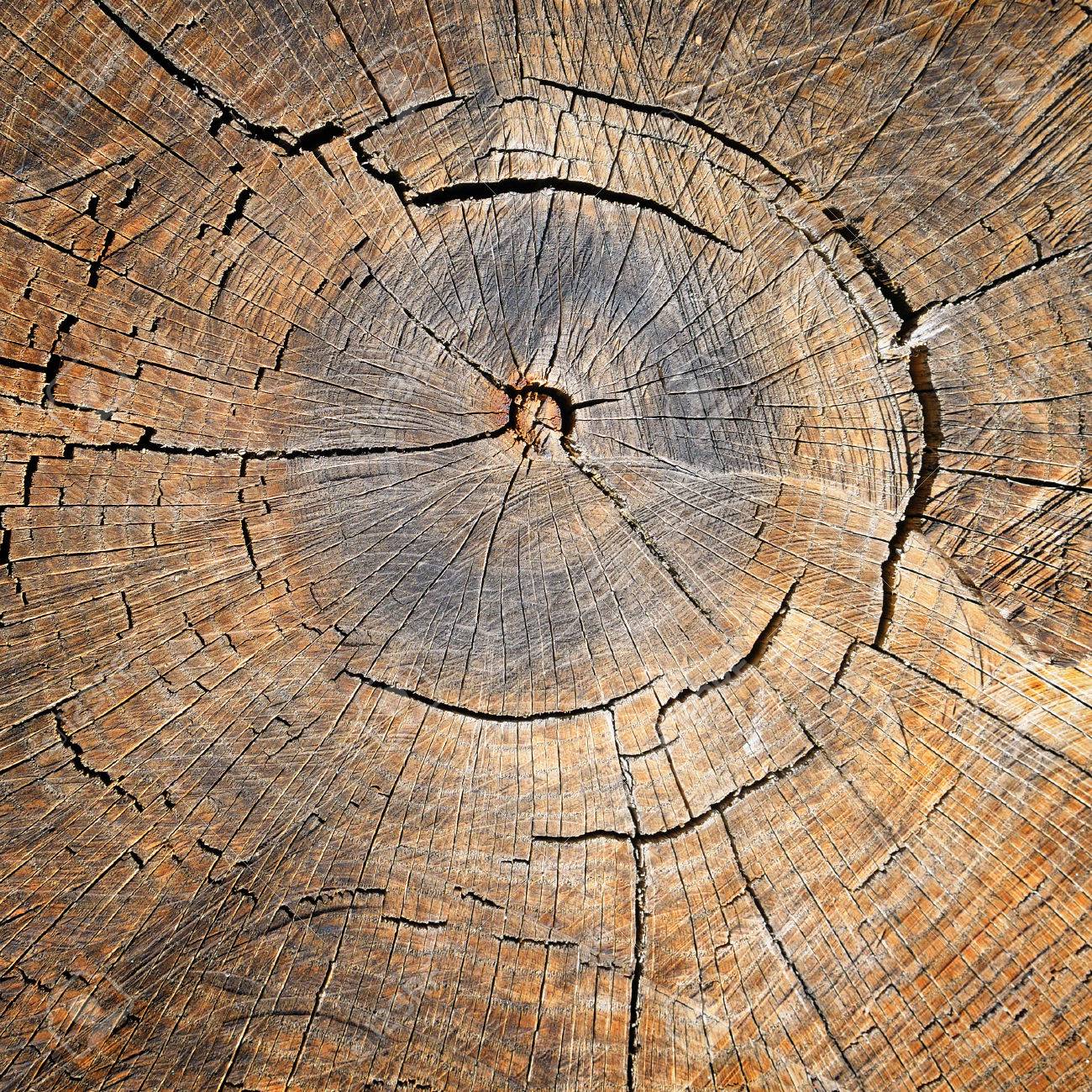 Texture Of The Oak Stump Background Top Stock Photo Picture