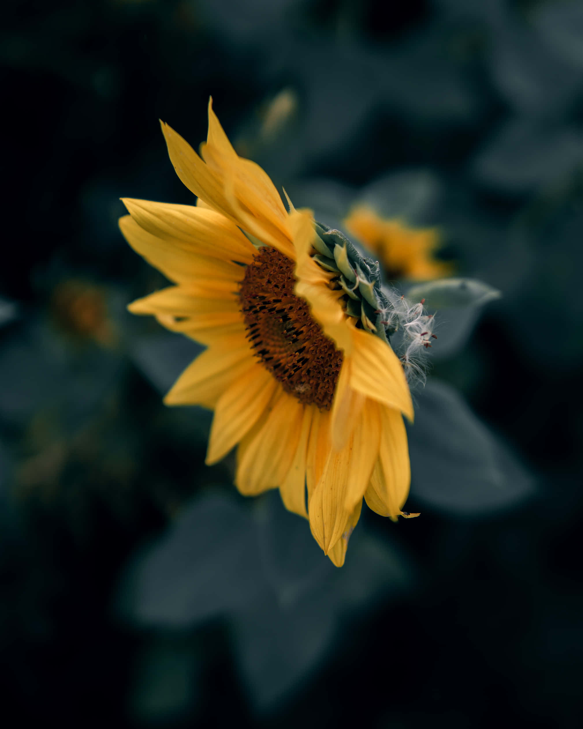 Dark Sunflower Wallpaper