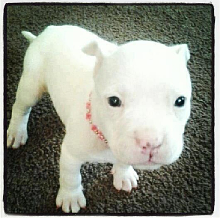 White Baby Pitbull Adorable Animals