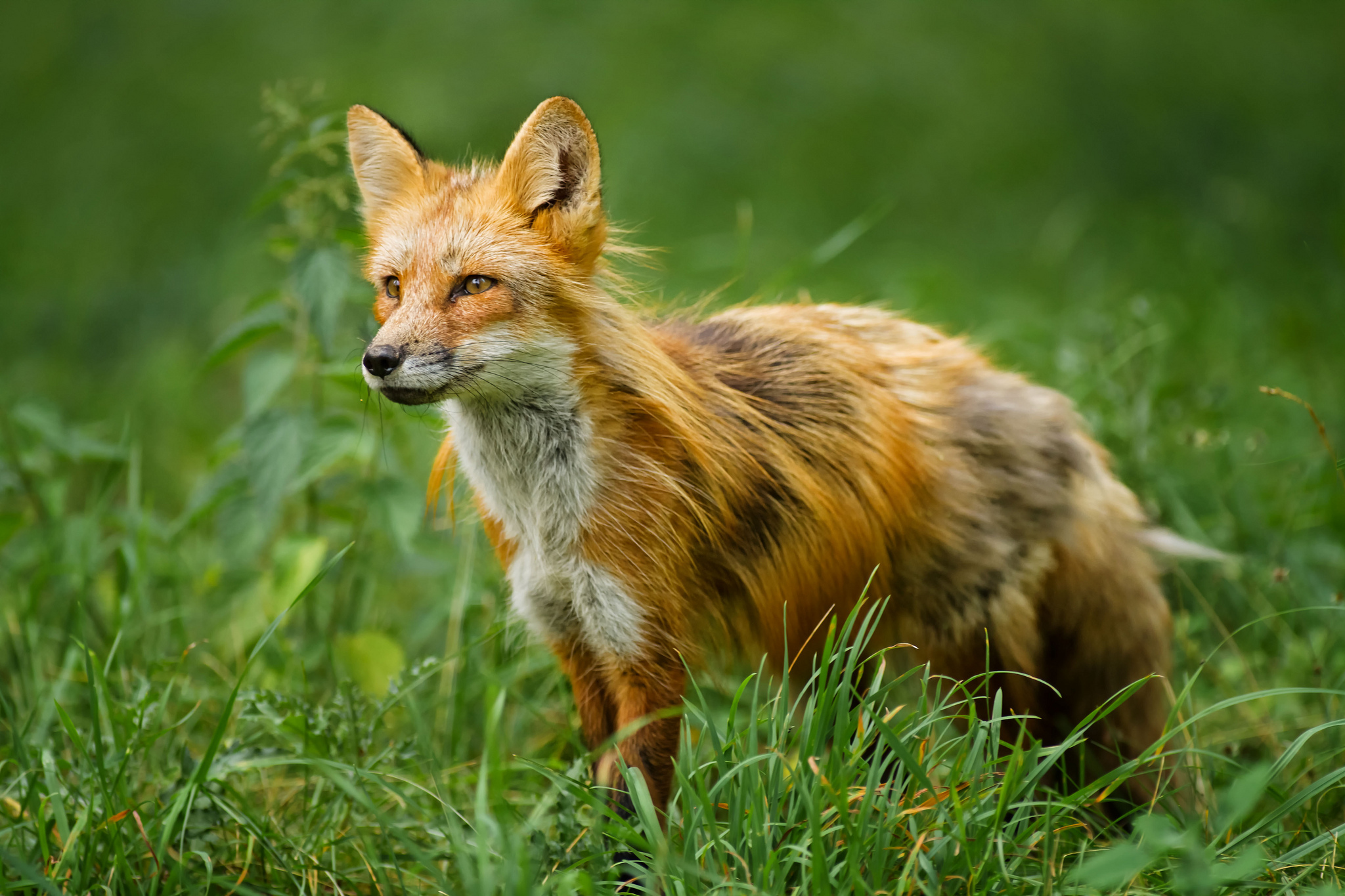 Fox Full HD Wallpaper And Background Id