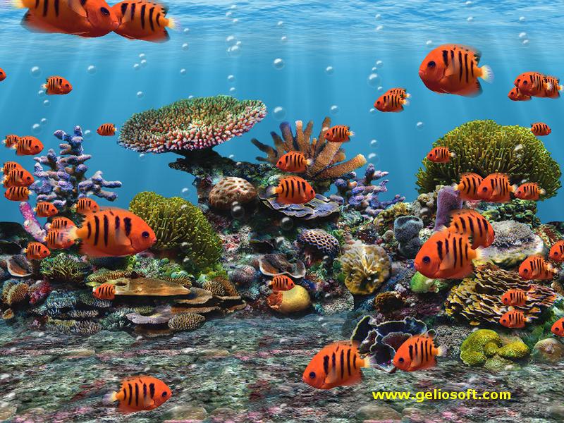 3d Screensaver And Wallpaper With Flame Angel Fish