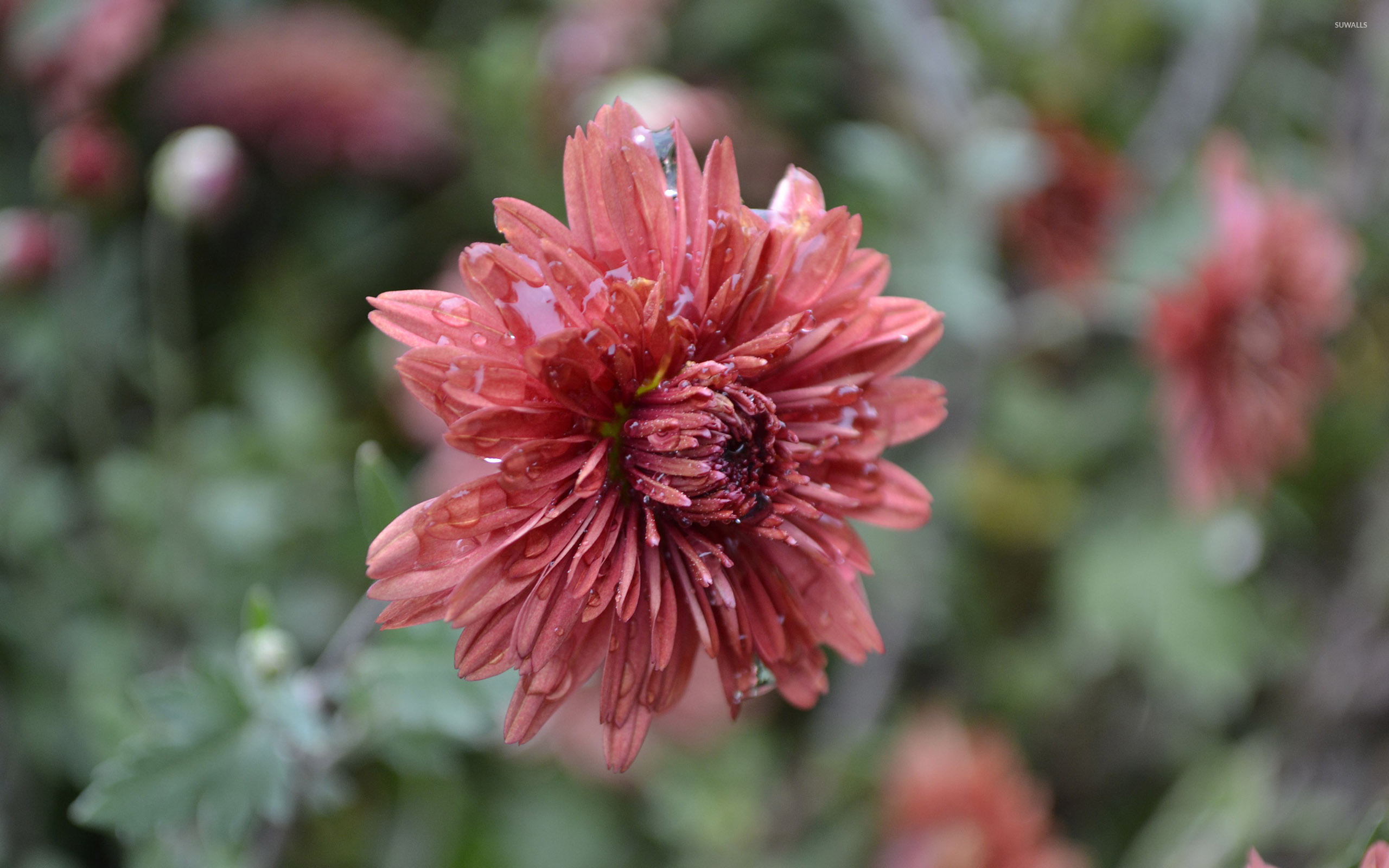 Dahlia Wallpaper Flower