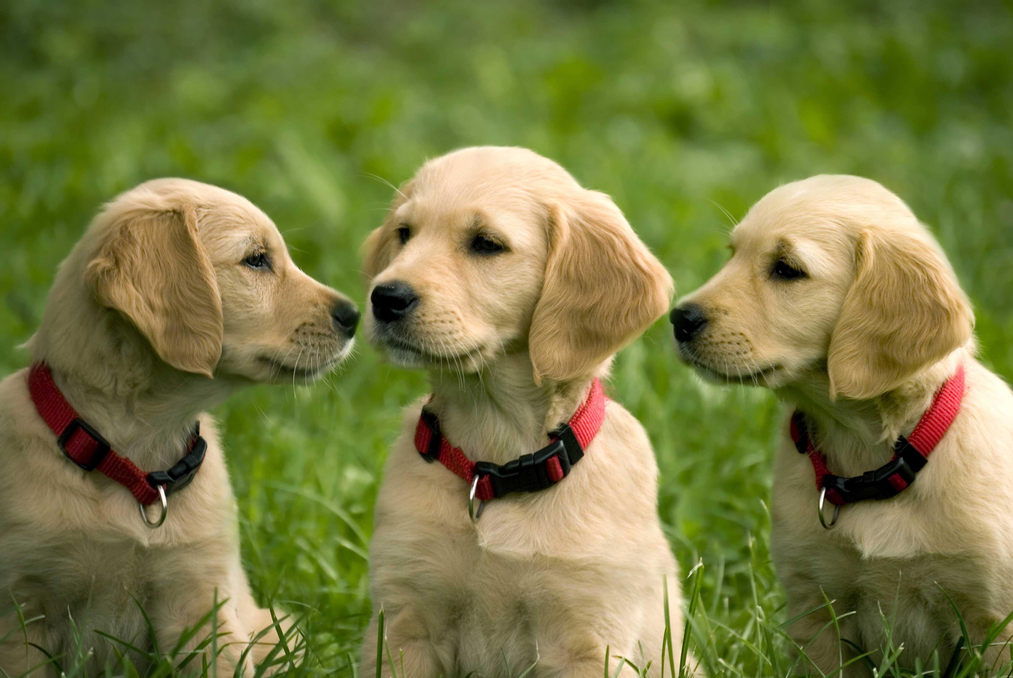 Golden Retriever Puppies Image Dowload