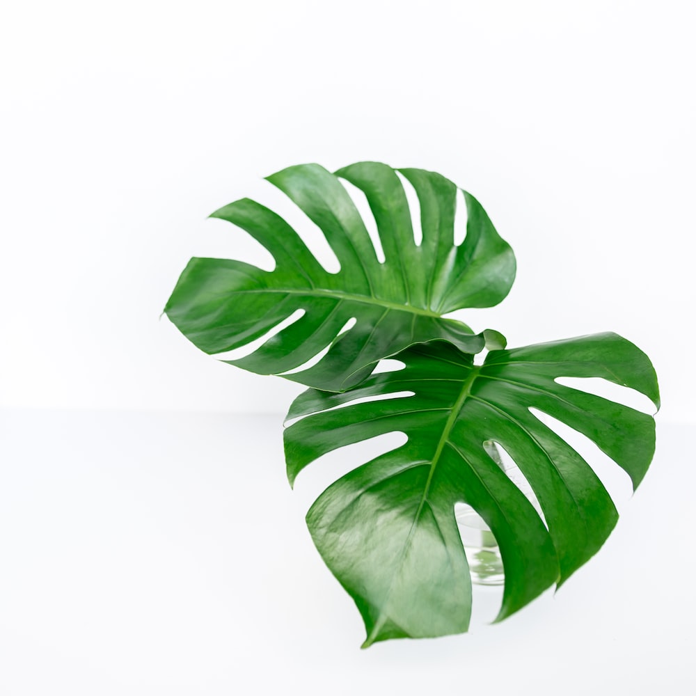 500 Monstera Leaf Pictures [HD] Download Free Images on