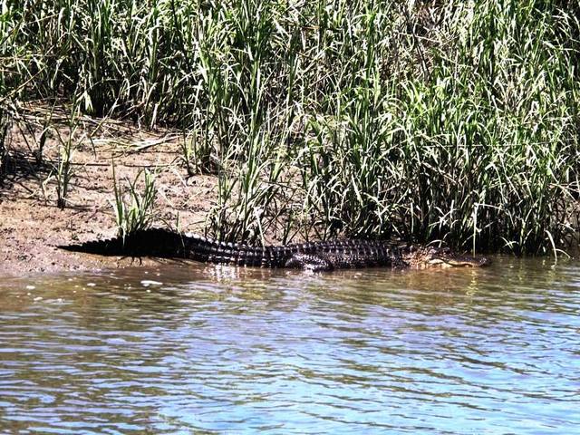 American Alligator Habitat Where Do Alligators Live