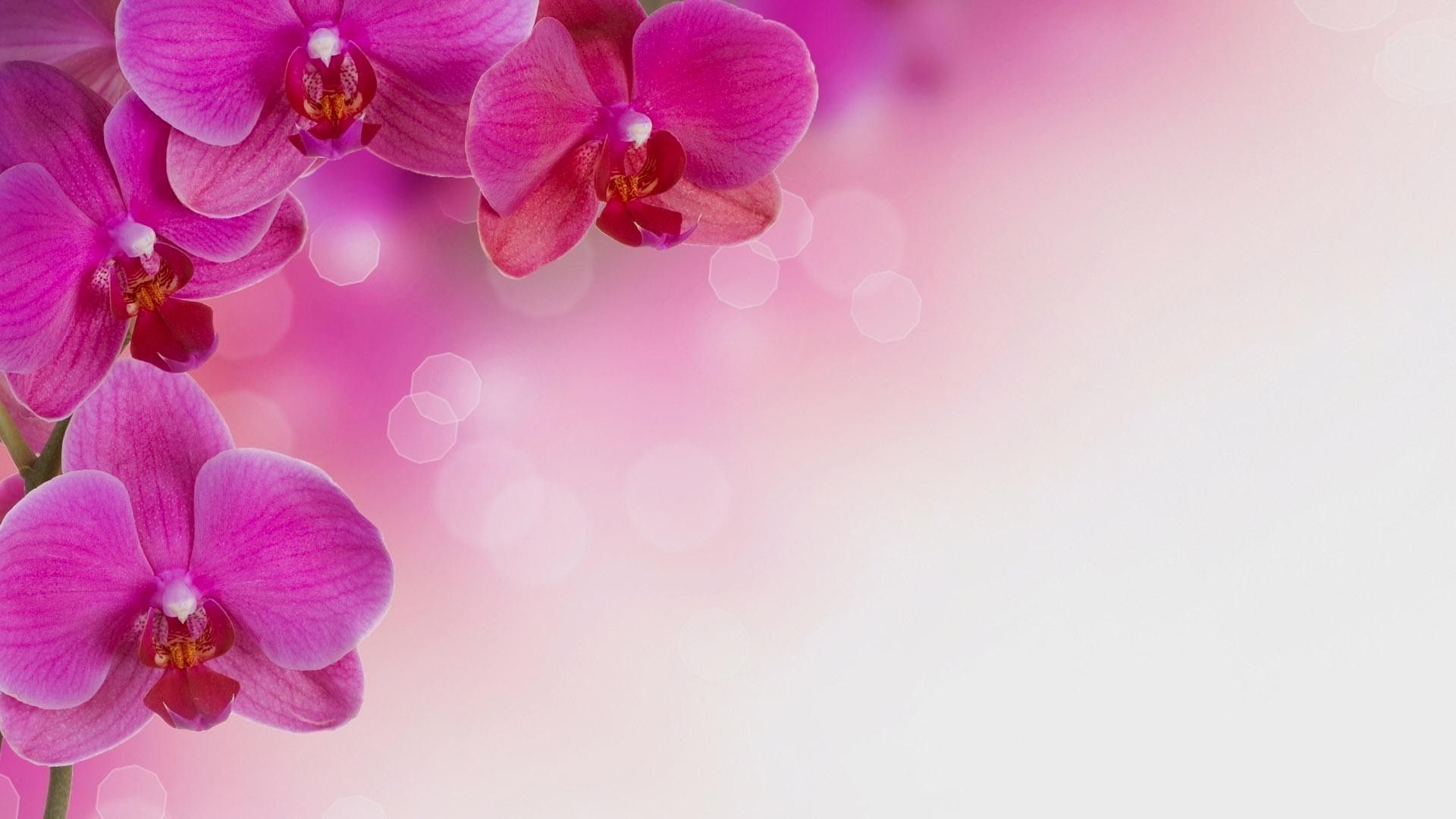Orchid HD Wallpaper Picture Image