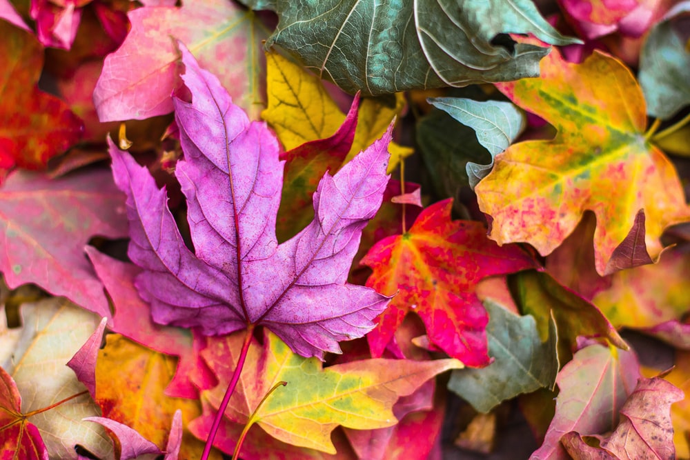 Fall Wallpapers Free HD Download [500 HQ]
