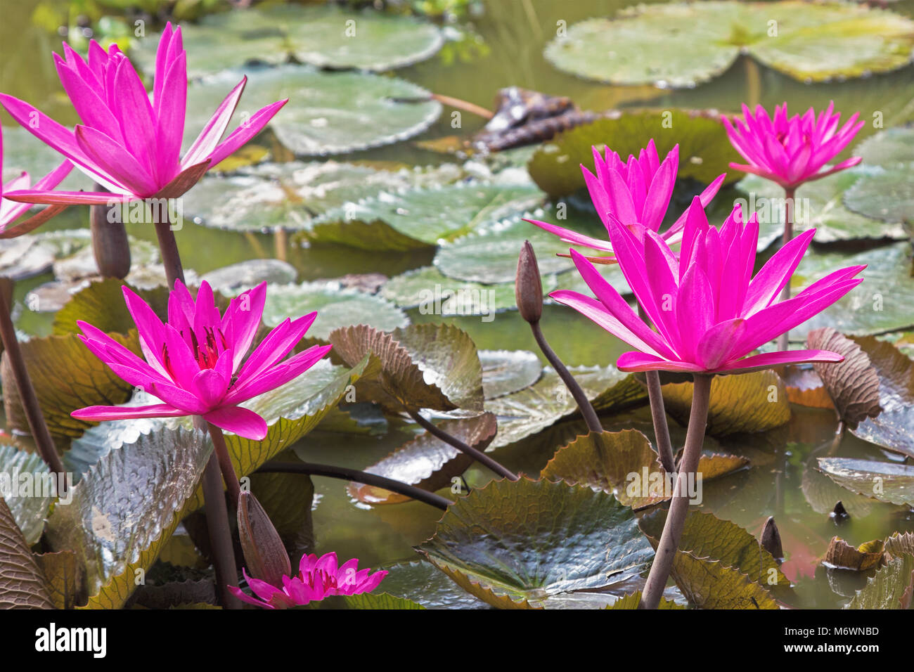 Purple Water Lilies In A Pond The Mekong Delta Southern
