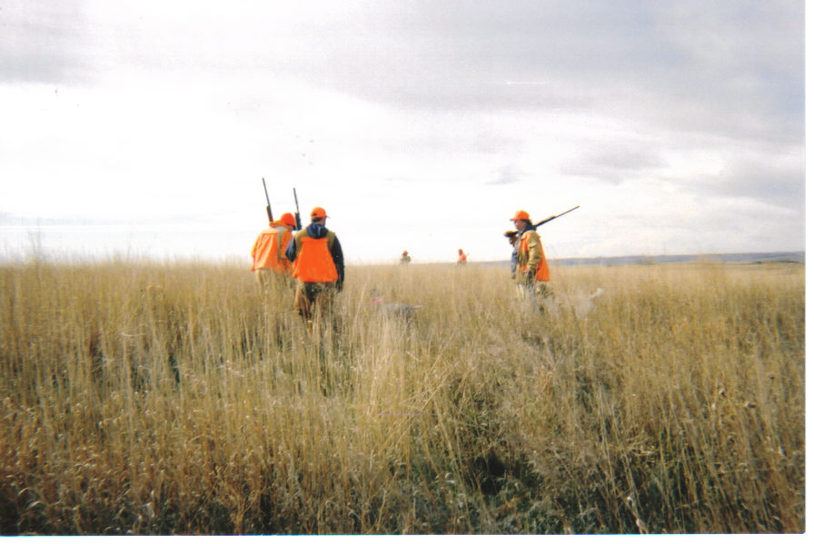Pheasant Hunting Wallpaper