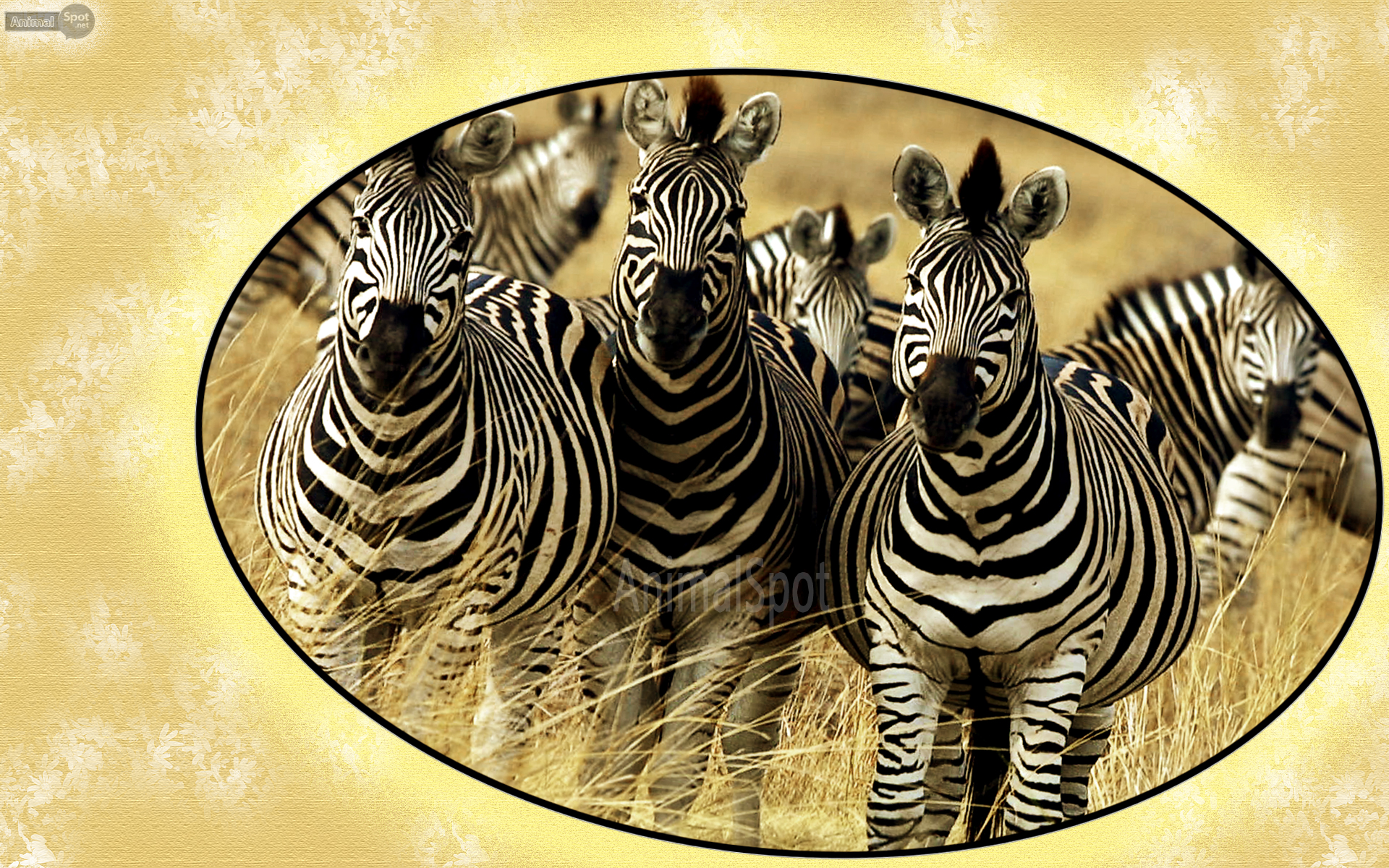 Zebra Desktop Wallpaper Print