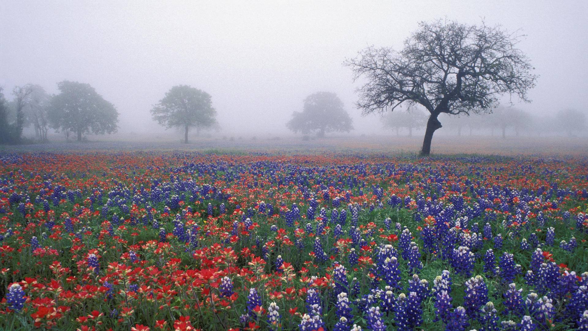 Bluebons And Live Oak In Foggy Texas Wallpaper