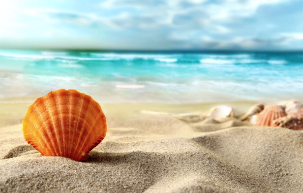 Summer Beach Sea Sand Shell Wallpaper