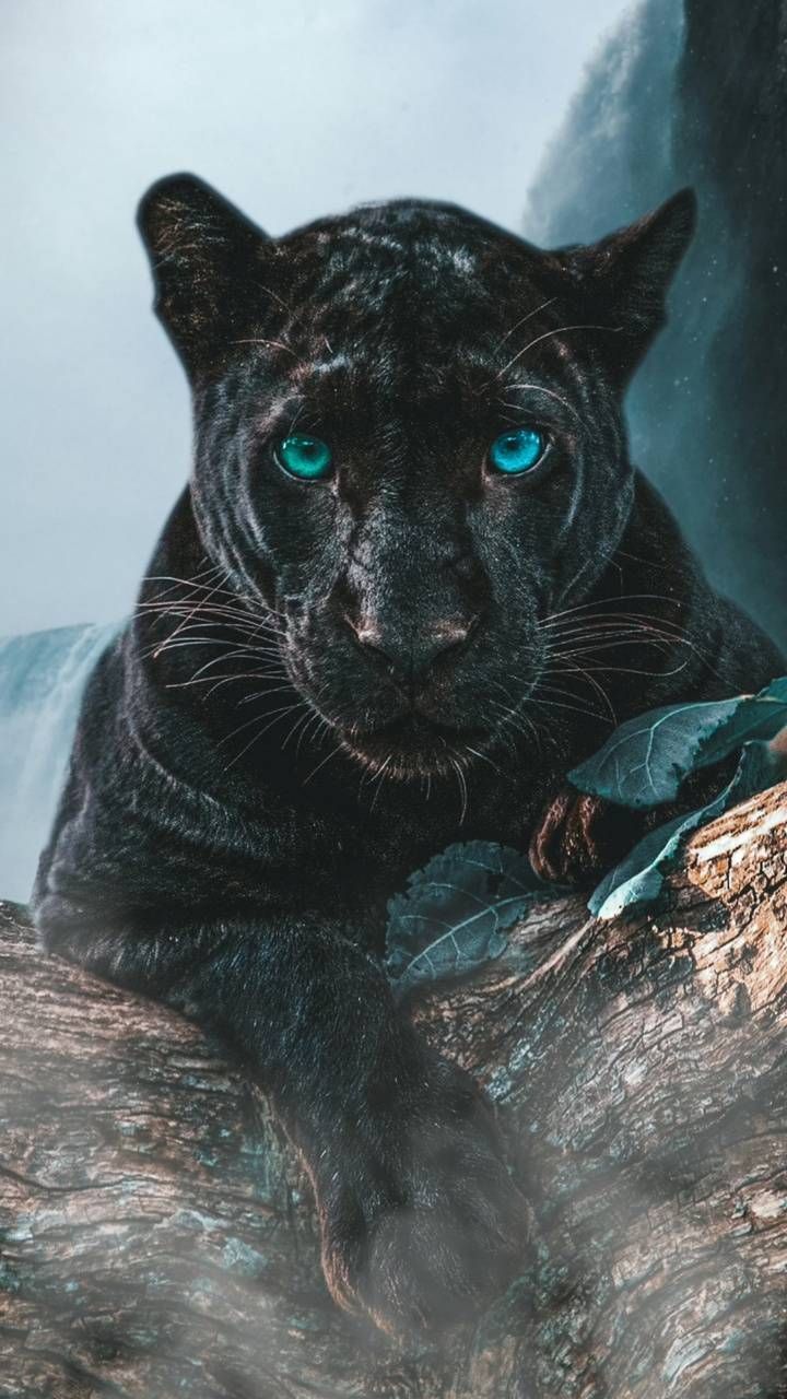 Panther Wallpaper By Animals