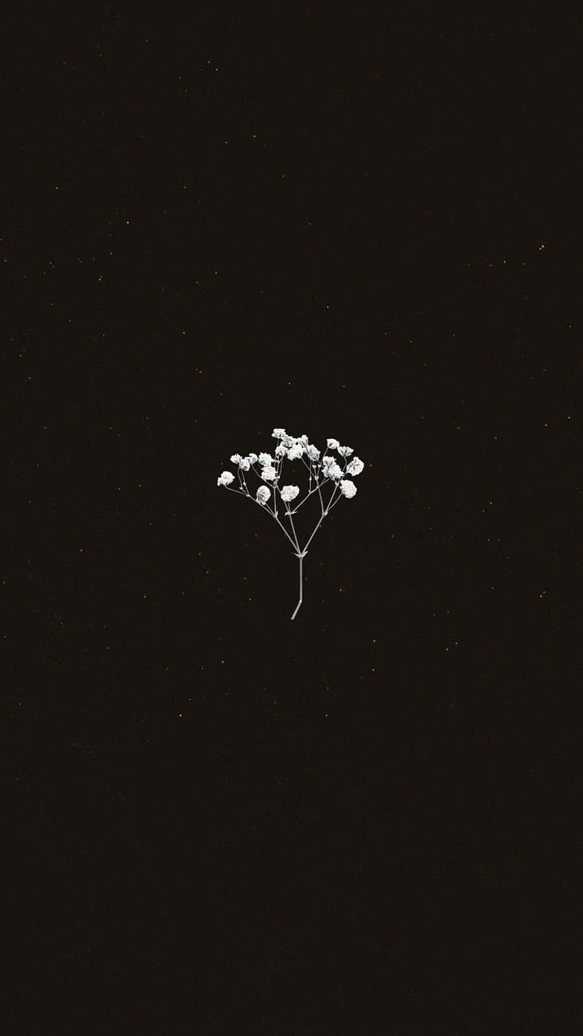 Minimalist Flower Aesthetic Wallpaper