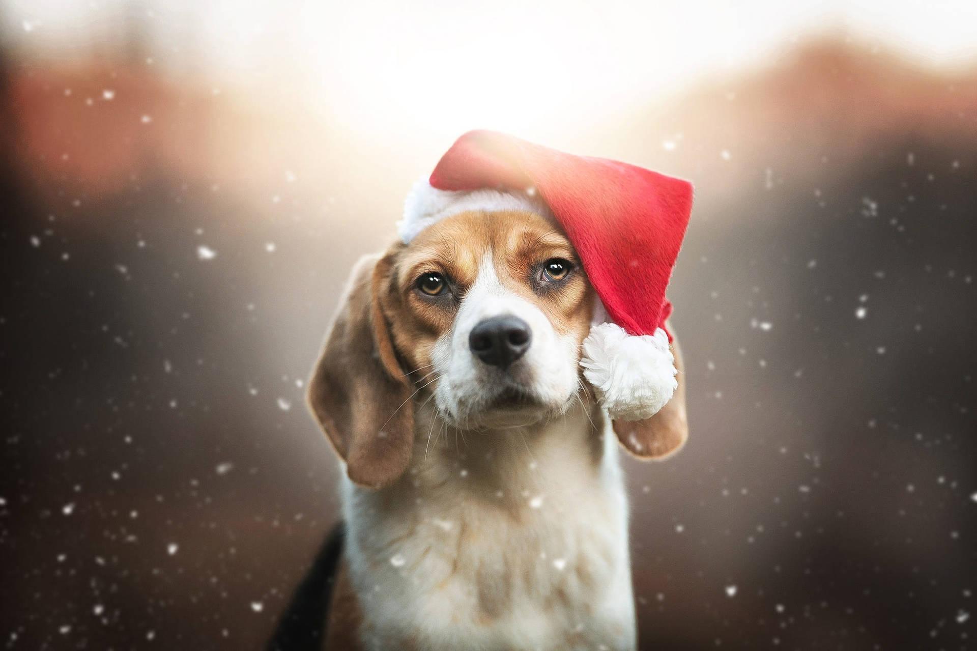 Free download Download Beagle In A Santa Hat Wallpaper [1920x1280] for ...