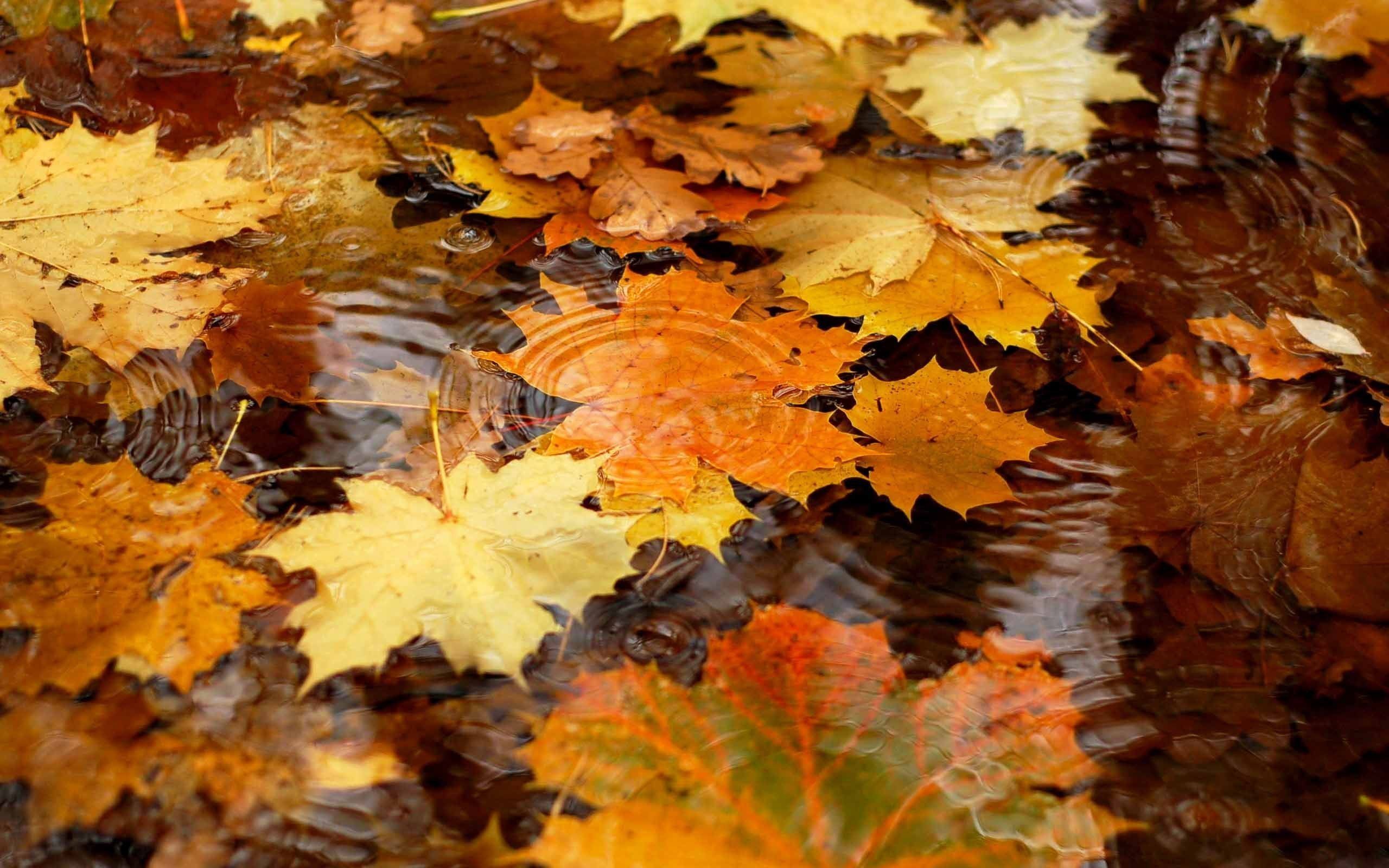 Autumn Wallpaper Fall Leaves With Water HD