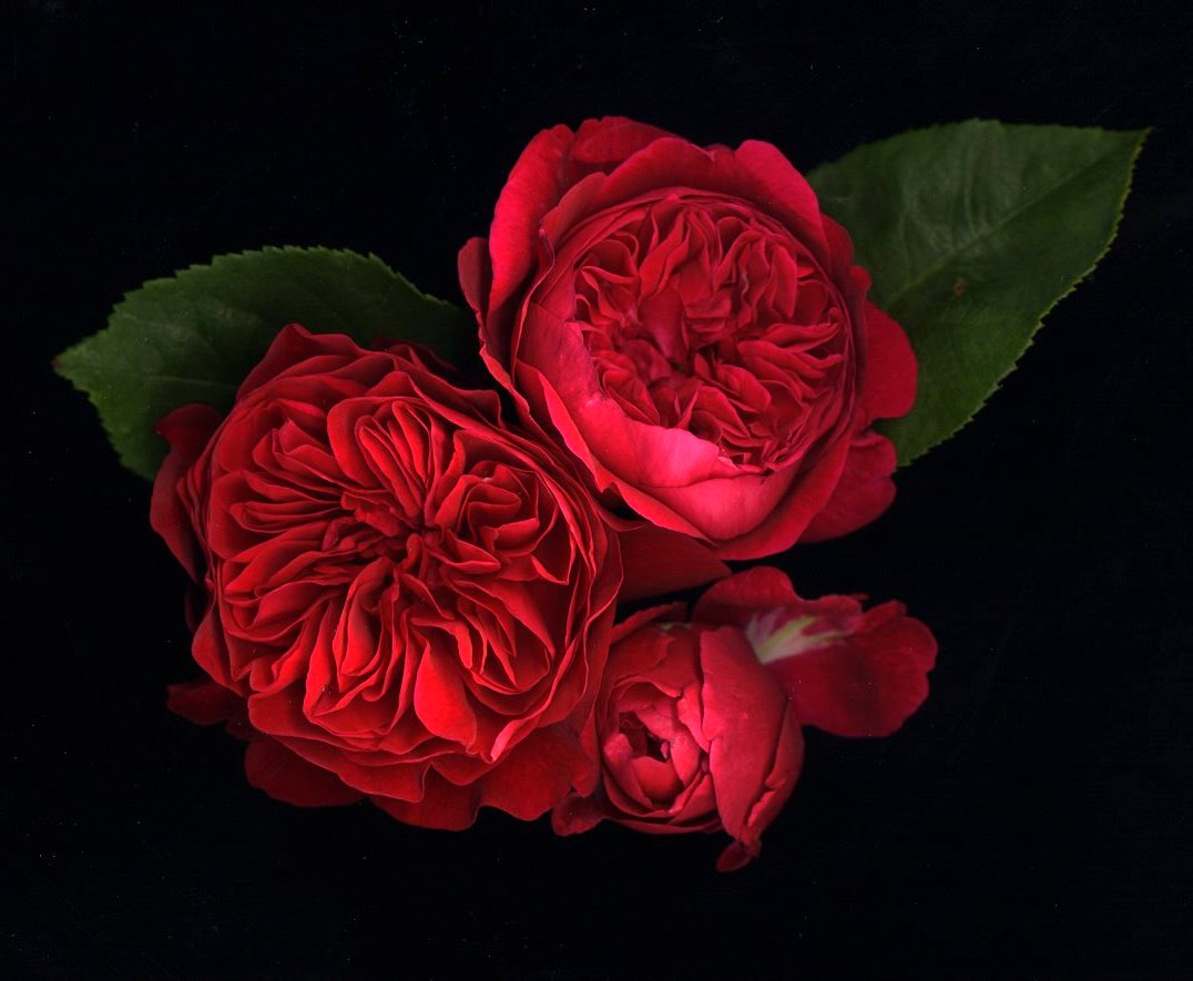 Cabbage Roses Wallpaper